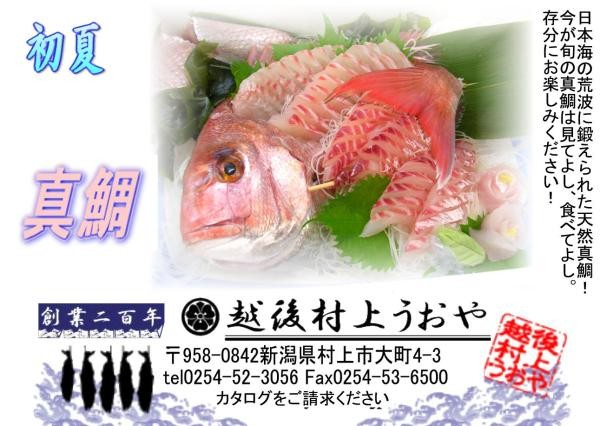 日本海の荒海に鍛えられた天然真鯛！