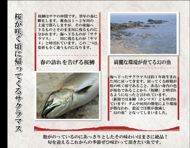 幻の高級魚サクラマス(本鱒)