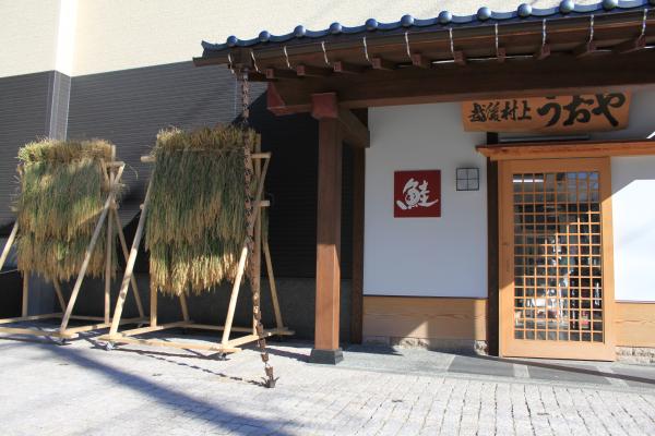 酒米のはさがけ