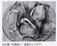 岩牡蠣　健康日本
