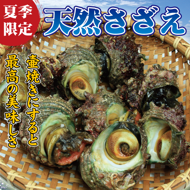 新潟県産さざえ 生 鮭の町村上で創業0年の老舗 越後村上うおや