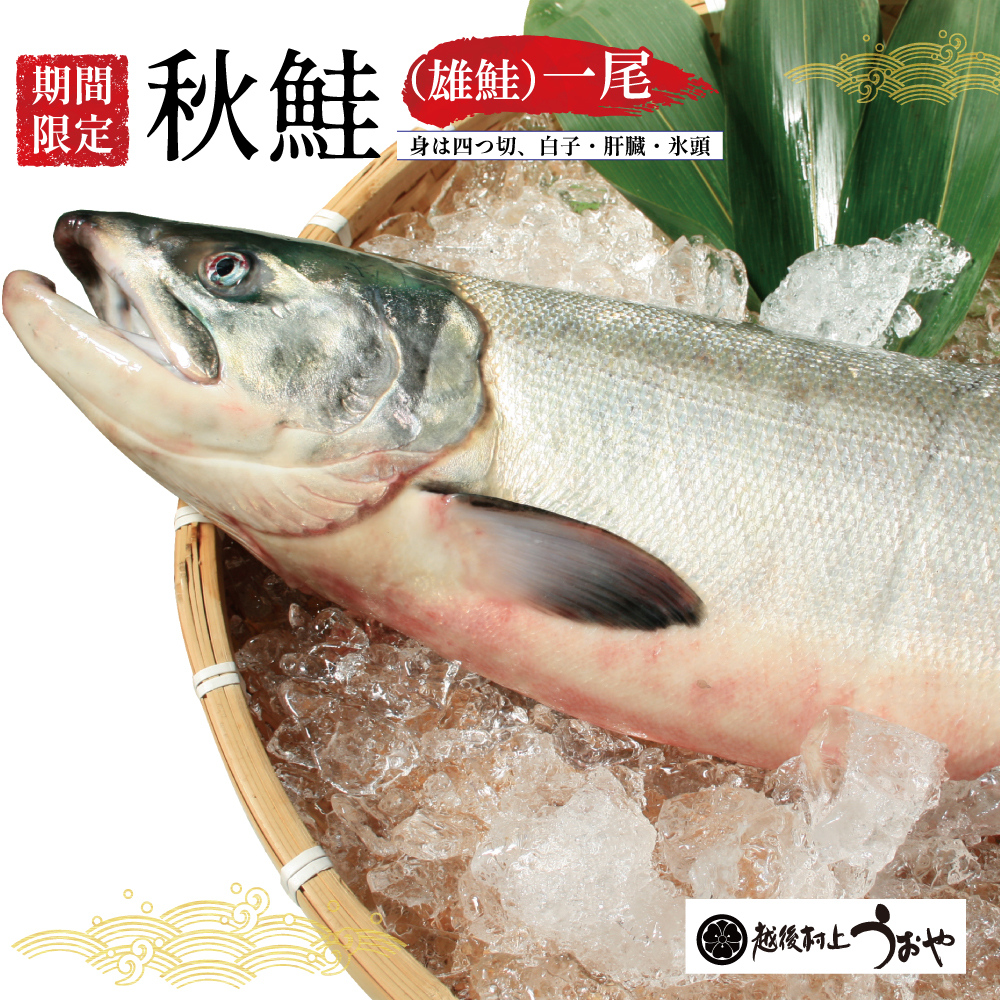 秋鮭（生鮭）