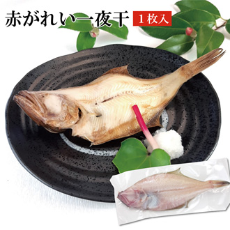 赤がれい一夜干
