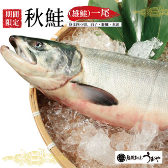 秋鮭（生鮭）１尾